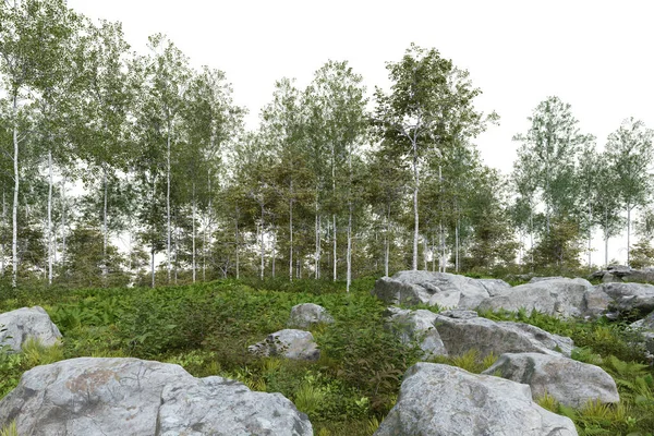 Realistické Lesní Dno Stromy Vykreslování Izolovaných Objektů — Stock fotografie