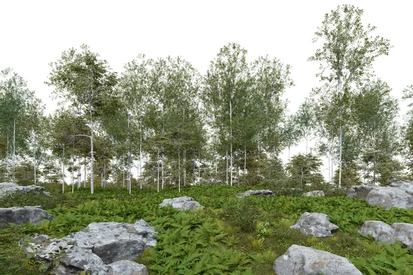 Piso Floresta Realista Árvores Renderização Objetos Isolados — Fotografia de Stock