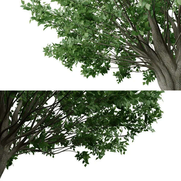 Vista Close Árvore Isolada Para Primeiro Plano Renderização Objetos Isolados — Fotografia de Stock