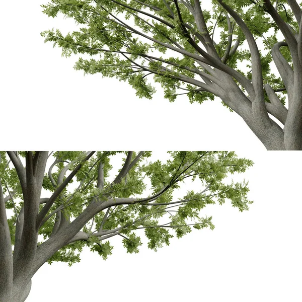 Изолированное Дерево Вблизи Переднего Плана Рендеринг Изолированных Объектов — стоковое фото