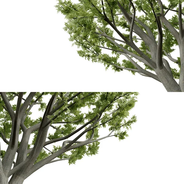 Izolovaný Pohled Zblízka Strom Pro Popředí Vykreslování Izolovaných Objektů — Stock fotografie