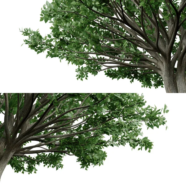 Vista Close Árvore Isolada Para Primeiro Plano Renderização Objetos Isolados — Fotografia de Stock