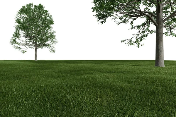 Реалістичний Луг Деревами Візуалізація Ізольованих Єктів — стокове фото