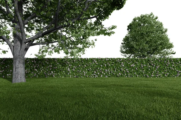 ヘッジフェンスや木と現実的な草の芝生 孤立した物体の3Dレンダリング — ストック写真
