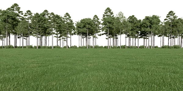 Реалистичный Луг Лесная Линия Деревьев Рендеринг Изолированных Объектов — стоковое фото