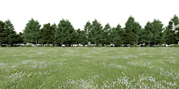 Gerçekçi çayır ve orman ağacı hattı. İzole nesnelerin 3d görüntülenmesi.