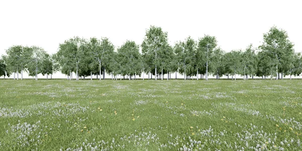 Prado Realista Linha Árvores Floresta Renderização Objetos Isolados — Fotografia de Stock