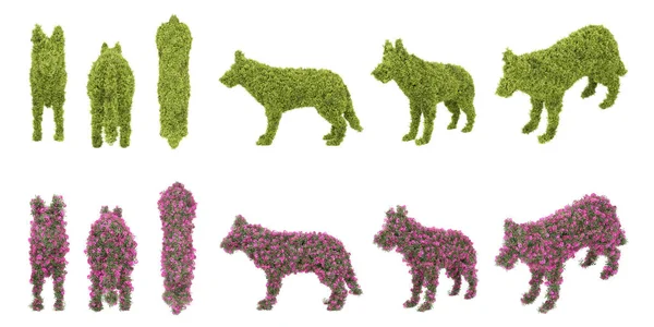 Koiran Muotoinen Topiary Puutarha Pensas Eristettyjen Kohteiden Renderöinti — kuvapankkivalokuva