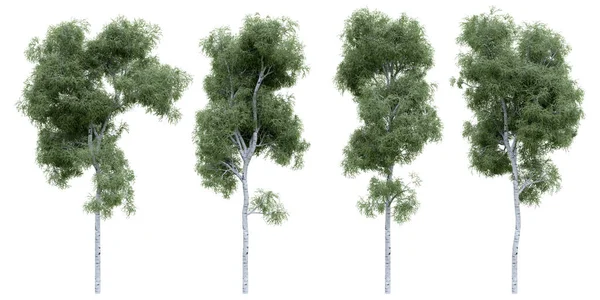 独立背景上的桦树 森林景观物体的3D渲染 — 图库照片