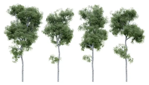 Zole Edilmiş Arka Planda Huş Ağacı Orman Manzarası Nesnelerinin Görüntülenmesi — Stok fotoğraf