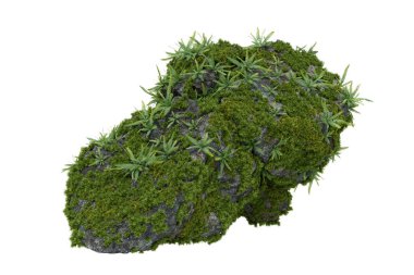 Taş üstünde yosun bitkileri. İzole nesnelerin 3d görüntülenmesi.