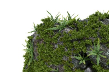 Yosun bitkileri yakın çekimde. İzole nesnelerin 3d görüntülenmesi.