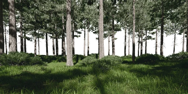 Wald Mit Wiese Darstellung Von Isolierten Objekten — Stockfoto