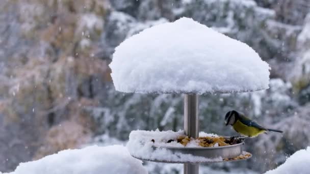 雪が降っているカラフルな鳥は 雪で覆われた鳥の食べ物の家からナッツを食べています 冬のコートビデオ — ストック動画