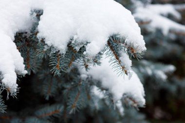 Çam ağaçlarında çok kar var. Noel ve Yeni Yıl için Orman Kış Güzelliği