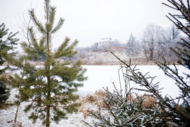Many Christmas trees in January in the snow. The beauty of Ukrainian forests. In the background of the hut. A frozen lake