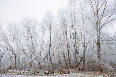 Buzlu sonbahar çayırları sisli, Fort Custer State Park, Michigan, ABD