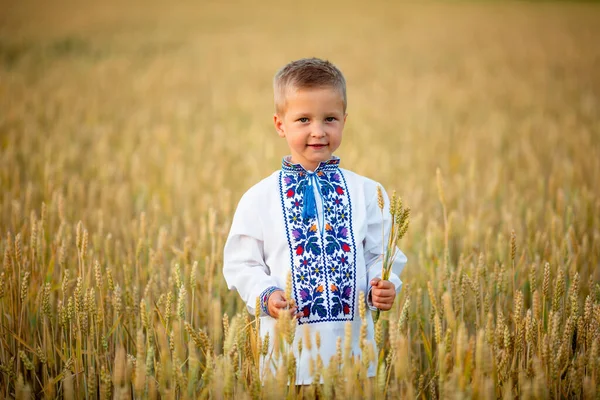 Ears of wheat in the hands of a little boy in Ukraine