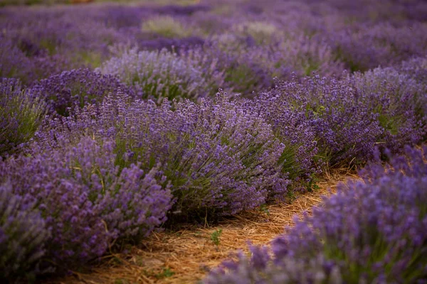 Lavender fields with aroma all around