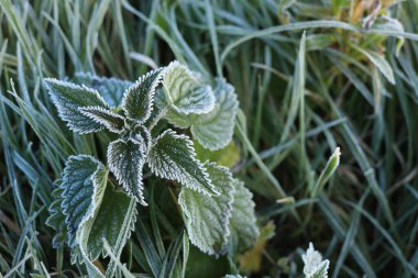 The temperature is below 0 in October and all the plants are frozen