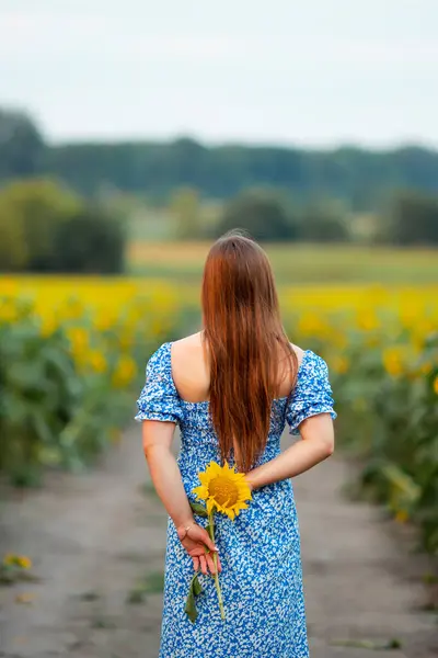 A girl in a blue dress on a sunflower field holds a flower in her hands at sunset