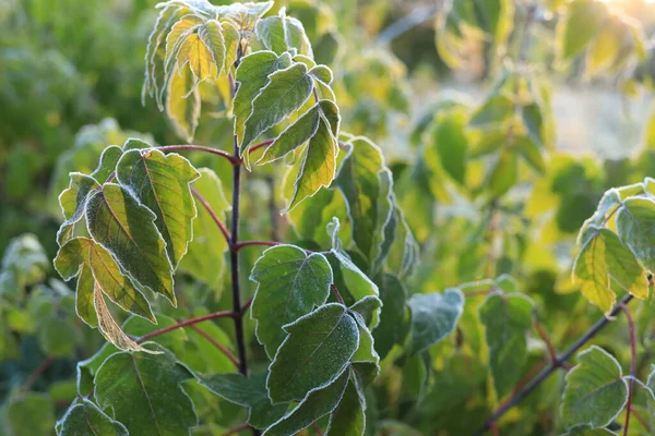 Green leaves froze at night from the autumn cold