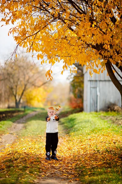 A 3-year-old boy throws yellow leaves into a puddle on the road in the village of his grandparents. Children's games in October. It's a good time of year for family outings
