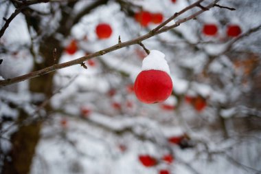 Red apples on a tree in winter. All the fruits are in the snow. Many vitamins in autumn fruits and vegetables
