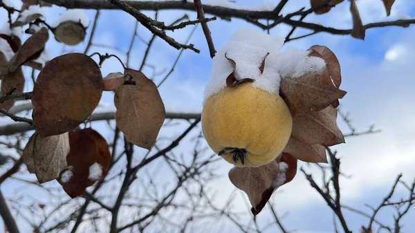 Quince with vitamins on a tree in winter under the snow. Fruits during frost in December. The blue sky is in the background