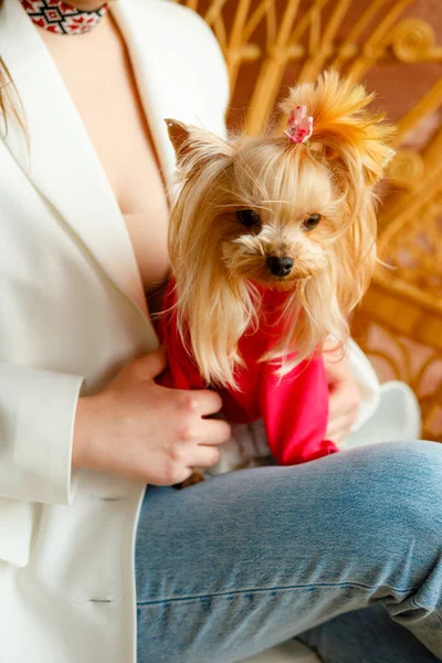 Safkan bir köpek, bir kızın kollarına saç stiliyle oturur. Bir evcil hayvanın kırmızı elbisesi
