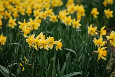 Ukrayna 'da bir tarlada binlerce sarı nergis. Bahar güzelliği gözü memnun eder.