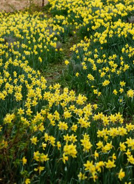 Mart ayında büyük sarı nergisler çiçek açtı. Güneşli bir hava ve ılık bir bahar.