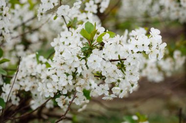 Kannonji nehri sakura ağaçları