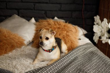 Köpek evde sessizce kanepede oturur ve emirleri dinler. Parlak yaka