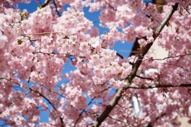 Ukrayna 'nın mavi arka planında çiçek açan pembe sakura.