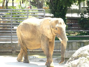 Flamenco rosa al sol