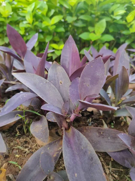 The Tradescantia pallida flower (purple heart) is a great ornamental plant for the garden. It has a striking purple colour. Purple hearts usually bloom in the morning