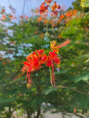 Caesalpinia pulcherrima (Peacock Flower veya bunga merak) Asya ve Afrika 'nın yerlisidir. Süslü bir bitki olmasının yanı sıra, bu bitkinin tedavi için birçok yararları da vardır. Bahçedeki güzel çiçek