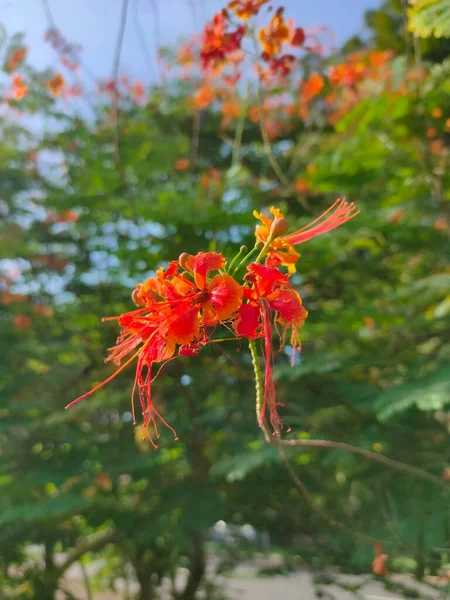 Caesalpinia pulcherrima (Peacock Flower veya bunga merak) Asya ve Afrika 'nın yerlisidir. Süslü bir bitki olmasının yanı sıra, bu bitkinin tedavi için birçok yararları da vardır. Bahçedeki güzel çiçek