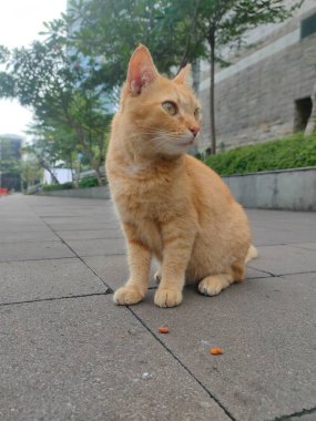 Keskin bakışlarla poz veren bir kedi. Bu kedi sakin ve kendine güvenen bir yüz ifadesiyle zarif ve güzel görünüyor..