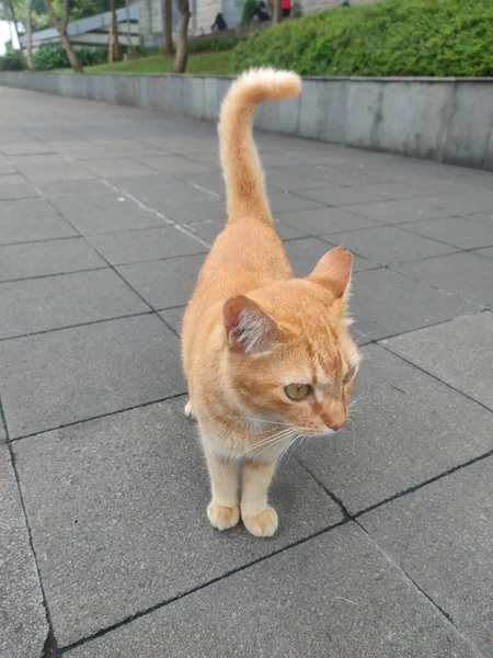 真っすぐ立って遠くを見る猫 彼は好奇心を持って自分の周りの世界を探検したいらしい — ストック写真