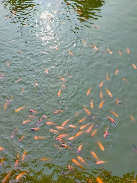 Die Fische Teich Die Faszinierende Farbe Der Koi Fische Die — Stockfoto