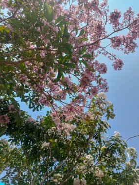 Romantik ağacın tabebuası bahçede beyaz ve pembe çiçeklerdir.