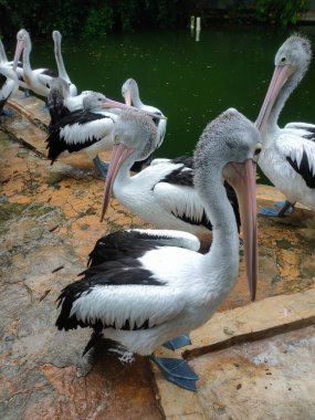 A flock of Australian pelicans (Pelecanus conspicillatus) relax by the pond, Ragunan Zoo clipart