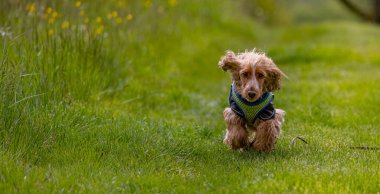Yeşil çimlerde koşan köpek