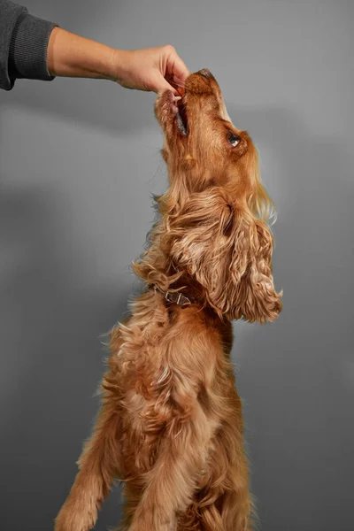Cocker spaniel dog eating from hand