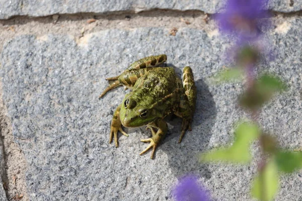Grüner Frosch Sitzt Auf Dem Boden lizenzfreie Stockbilder