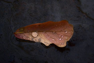 Hoja sobre agua con textura de gotas