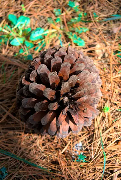 a pine cone on the ground with pine needles