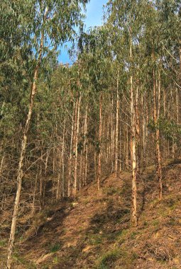 Okaliptüs tarlası manzarası